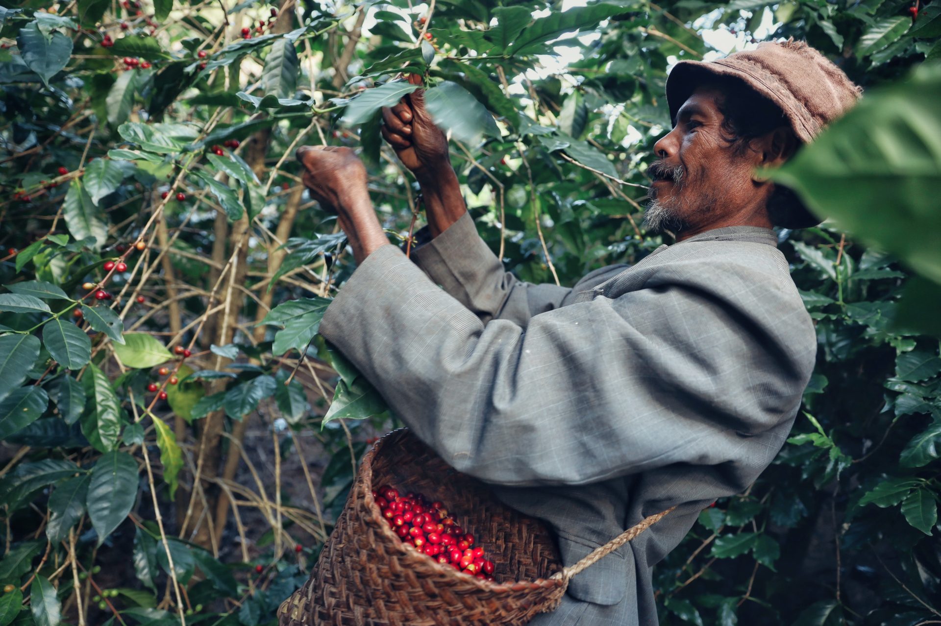 【メディア掲載】東ティモールでのコーヒー生産支援が日経新聞に取り上げられました 1 IMG 0622