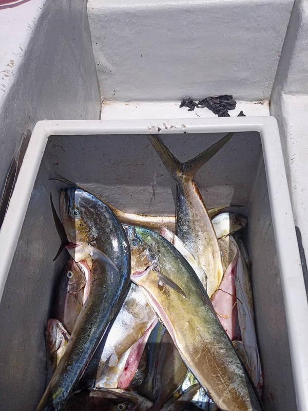 【ハイチ】大きい魚が捕れたぞー!!被災した漁業組合に資材提供や研修を 6 0609 5