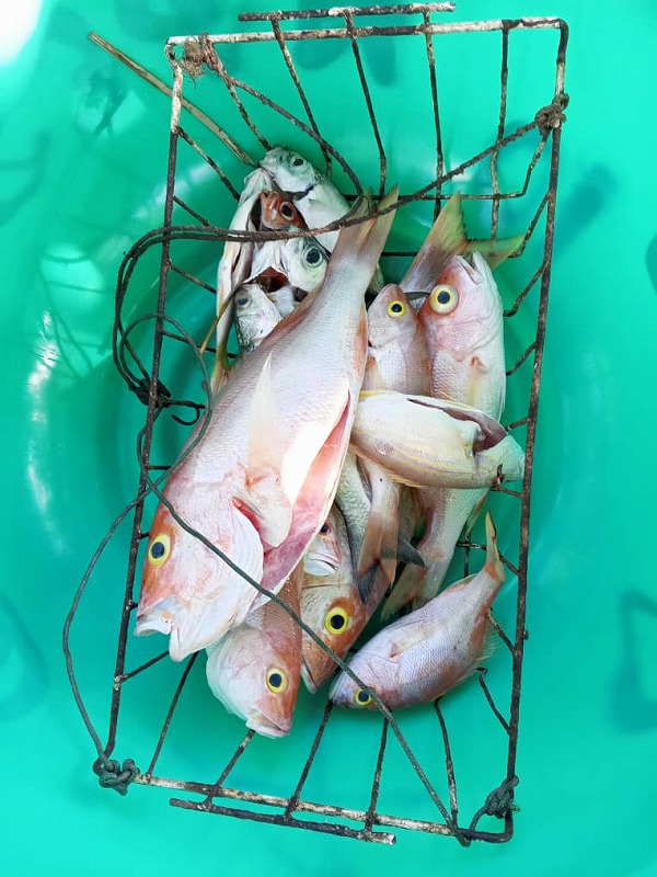 【ハイチ】大きい魚が捕れたぞー!!被災した漁業組合に資材提供や研修を 7 0609 6