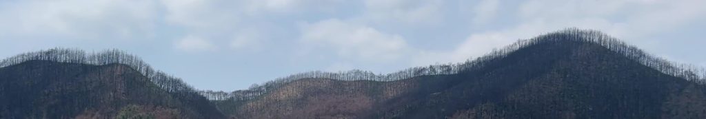 写真撮影で被災者支援ってどういうこと? 韓国の山火事被災地で出会った笑顔の理由 3 569cdf02eeb3cb4f1006e9e14f9d4019