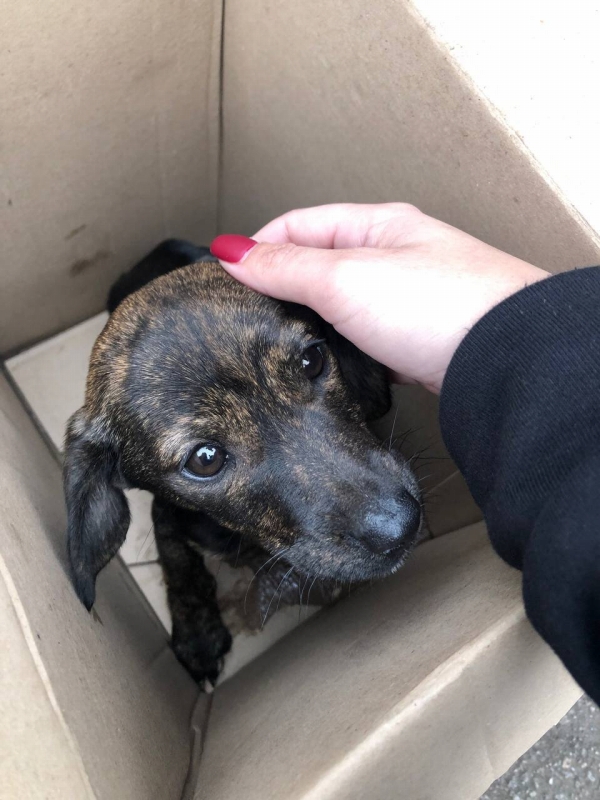 【ウクライナ】取り残されたペットを救助 2 8.09.11.2025 4 Dog in the