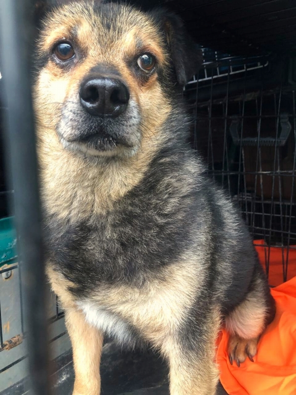 【ウクライナ】取り残されたペットを救助 1 7.30.11.2025 1 Protected Dog