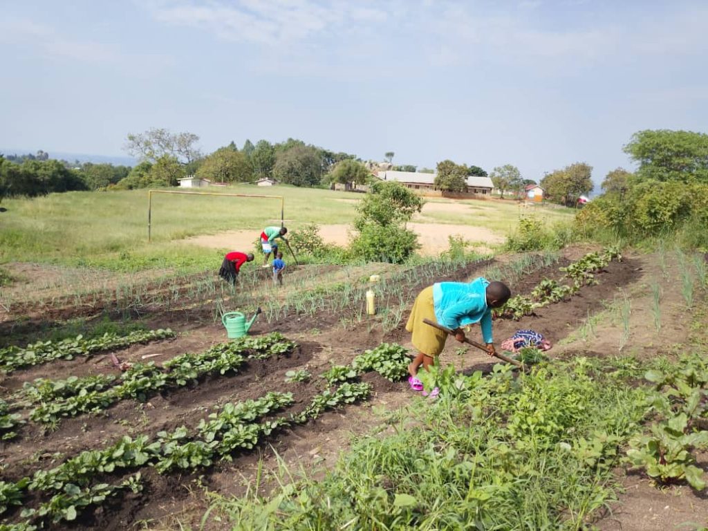【ウガンダ】栄養豊富な野菜とともにチームワークも育て! 4 7e938043f59ba6af65eb4f574d866c23